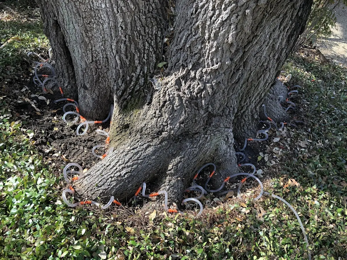 Detailed Tree Cabling and Bracing job site in Cleveland